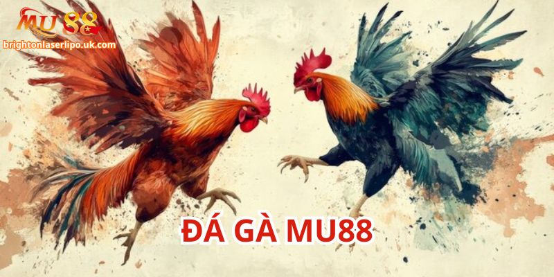 Nét chính về sự hấp dẫn nổi trội của đá gà